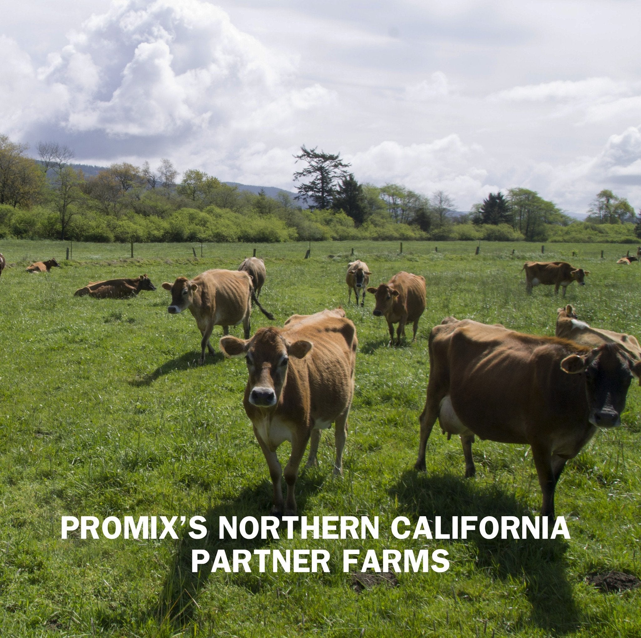 Promix Nutrition Vanilla Whey Protein Powder